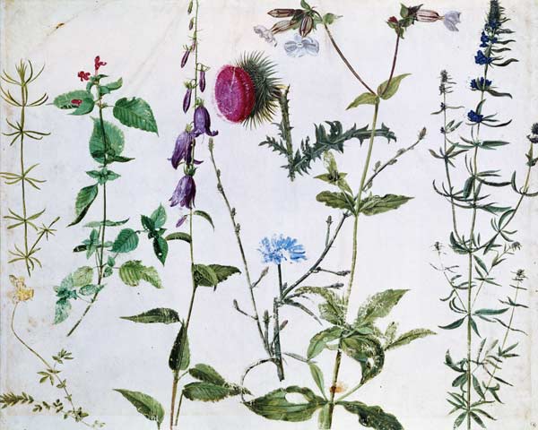 Eight Studies of Wild Flowers from Albrecht Dürer
