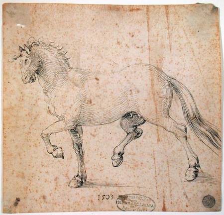 Horse from Albrecht Dürer
