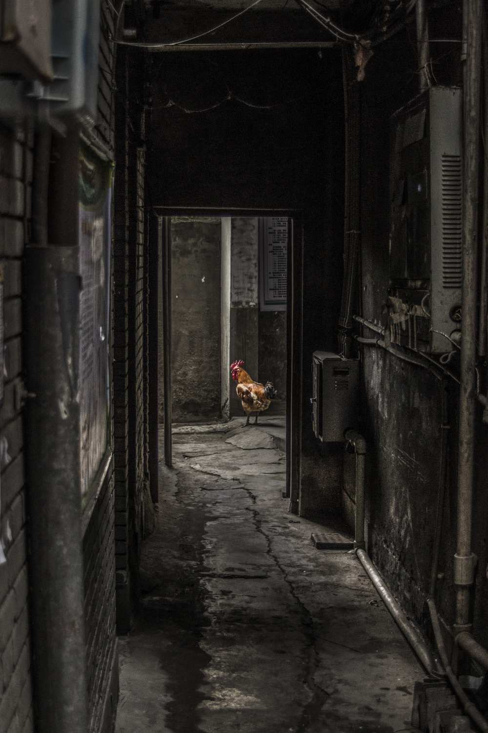 Rooster from Alen Djozgic