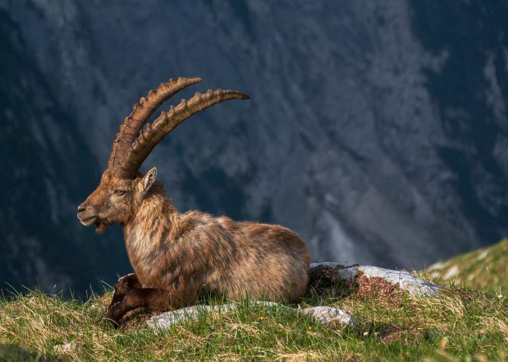 Alpine Ibex from Ales Krivec