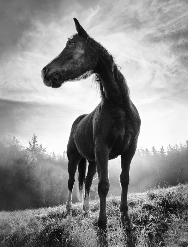 Pferd mit Hintergrundbeleuchtung from Alessandro Accordini