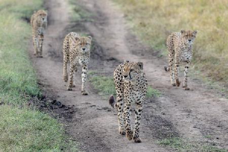Cheetahs Gang