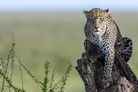Der Geist der Serengeti