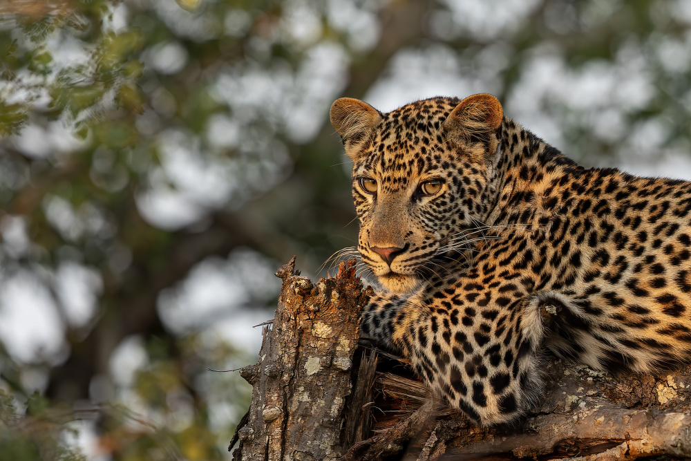 Junger Leopard from Alessandro Catta