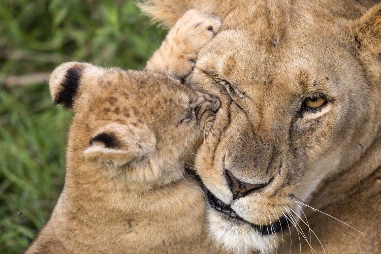Mother Love from Alessandro Catta
