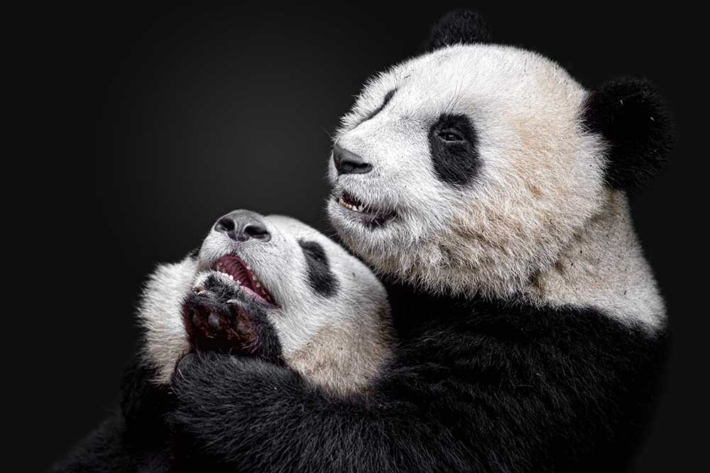 Pandas from Alessandro Catta