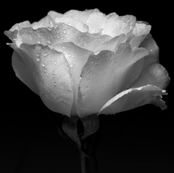 white flower and water from Alex Caminker