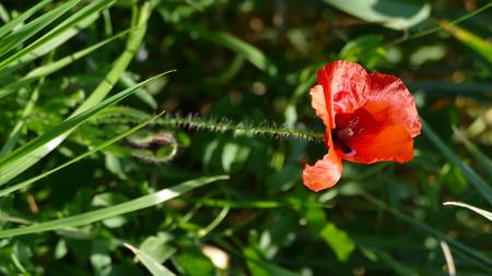 roter Klatschmohn