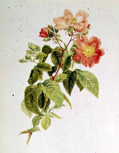 Rosa setigera (The Prairie Rose) by Alfred Parsons (1847-1920) from Alfred Parsons