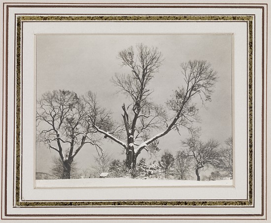 Trees in Winter from Alfred Stieglitz