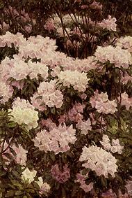Rhododendron-Blüten from Alfrida Vilhelmine Ludovica Baadsgaard