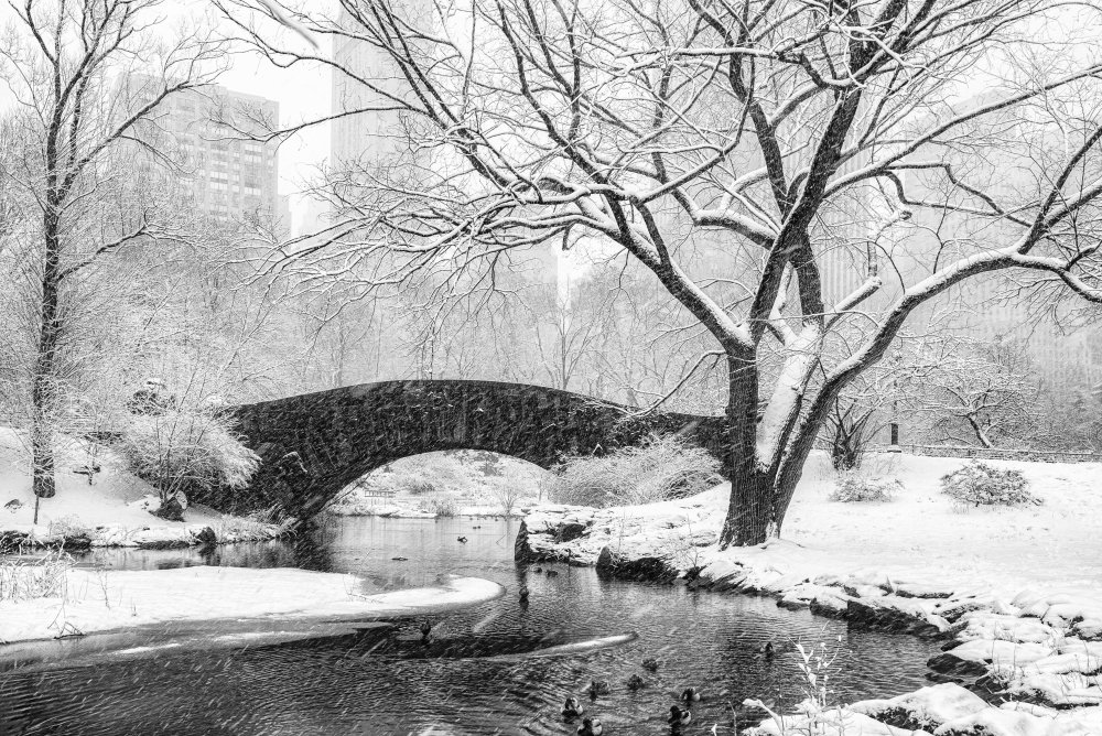 Schnee im Central Park from Alice Sheng