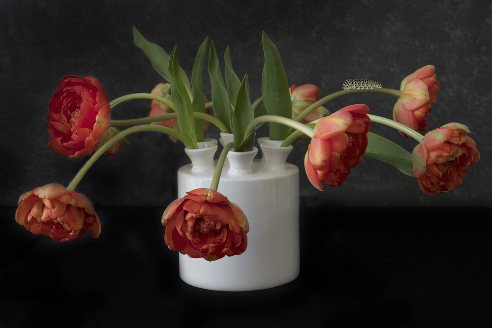Tulpen from Alida Van Zaane