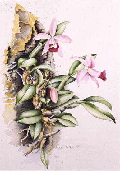 15:Orchid: Laelia pumila, by Alison Cooper (living artist)  from Alison  Cooper