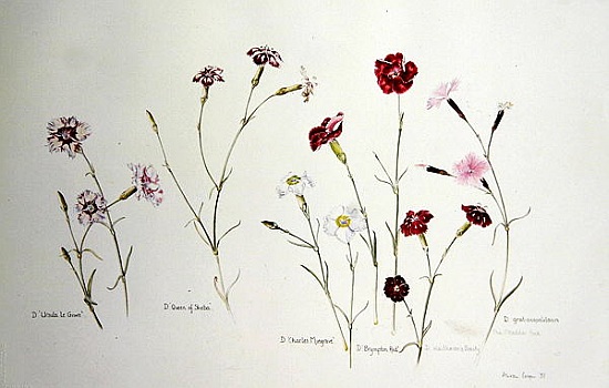 Carnations from Alison  Cooper