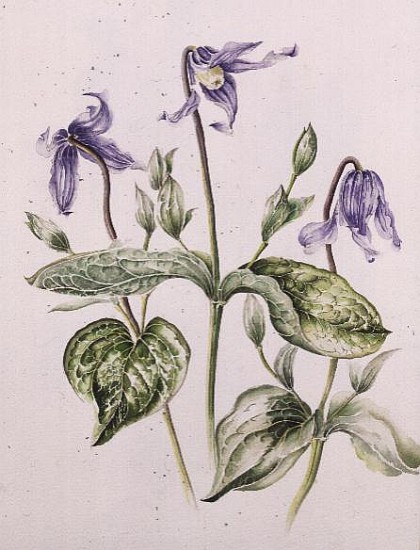 Clematis Integrifolia  from Alison  Cooper