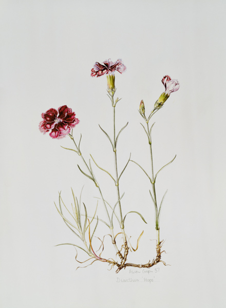 Dianthus Hope from Alison  Cooper