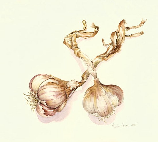 Garlic bulbs, 2005 (w/c on paper)  from Alison  Cooper