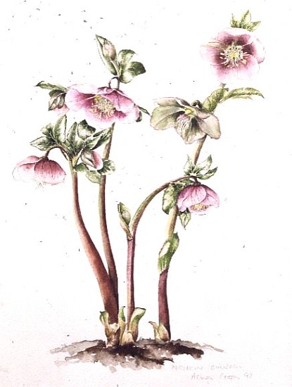 Lenten Rose: Helleborus orientalis (w/c)  from Alison  Cooper