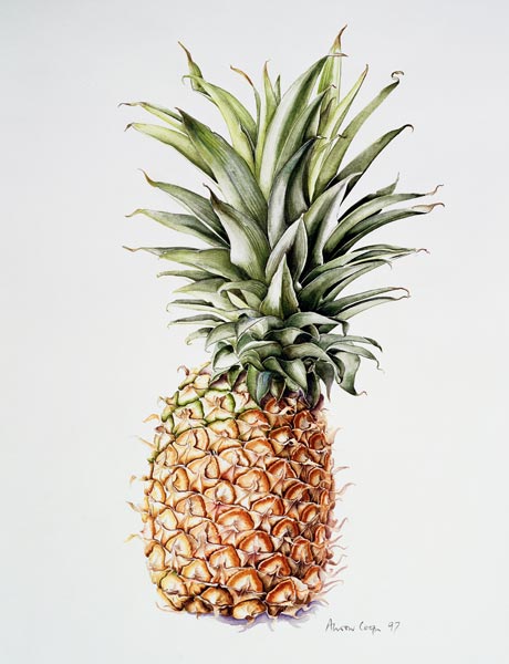 Pineapple from Alison  Cooper