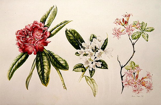Rhododendron from Alison  Cooper