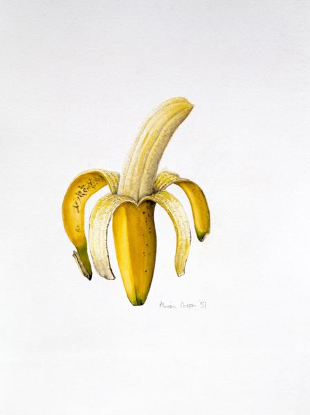 A Half-peeled Banana, 1997 (w/c on paper) 