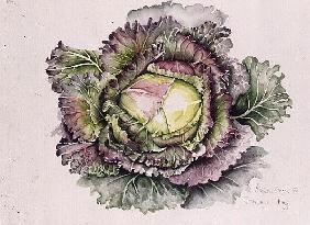 January King Cabbage (w/c) 
