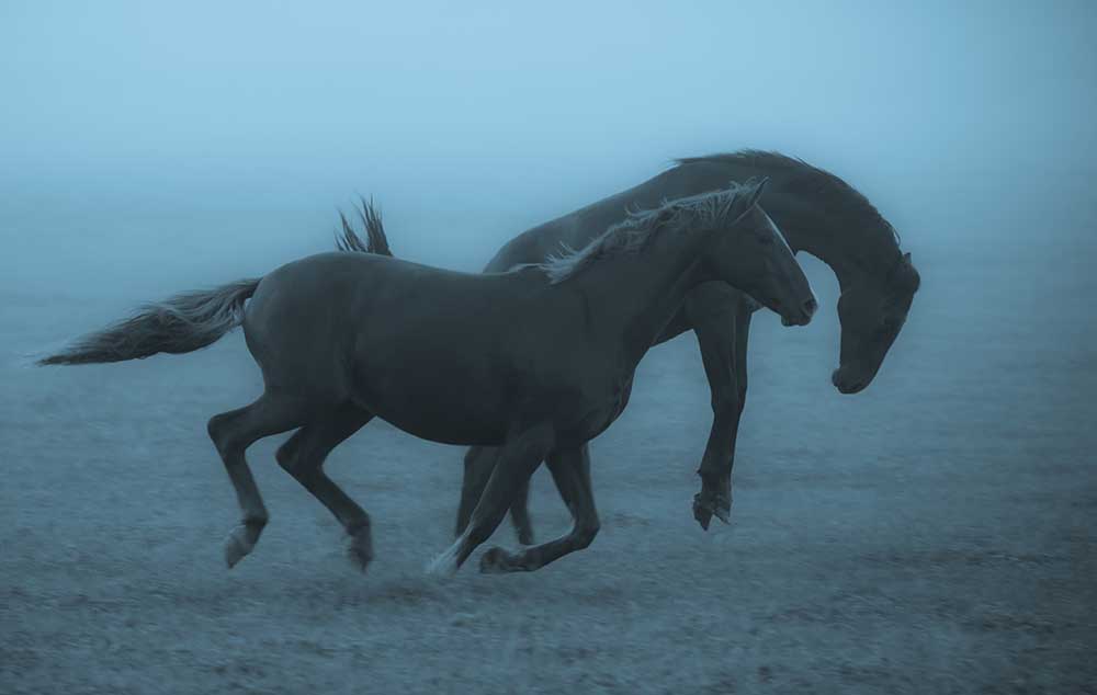 Pferde im Nebel from Allan Wallberg