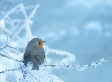 Robin an einem kühlen Wintertag