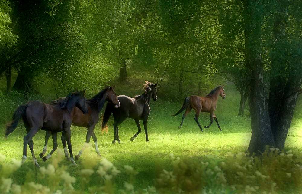 Running Horses from Allan Wallberg