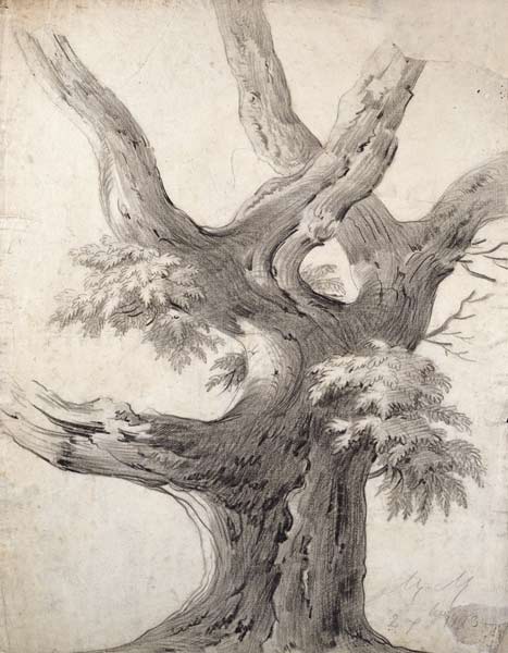 Study of a Tree from Alphonse Nicolas Michel Mandevare