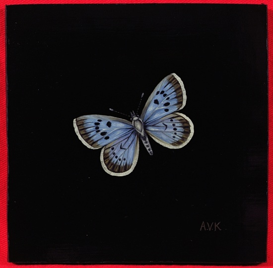 Large blue butterfly from  Amelia  Kleiser
