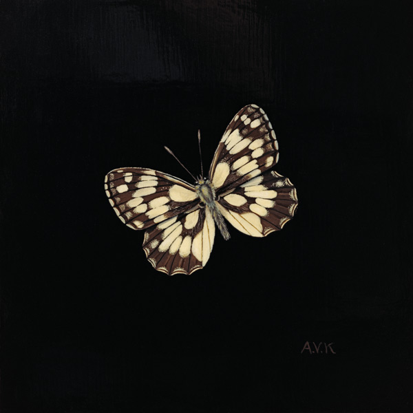 Marbled white butterfly from  Amelia  Kleiser