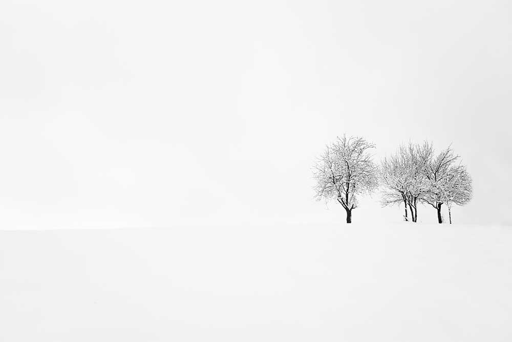 Baum und Stille from Amir Bajrich