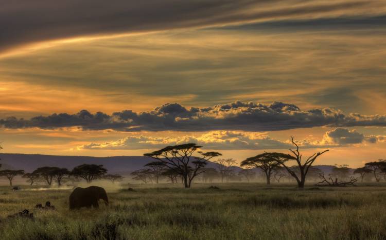 Africa from Amnon Eichelberg