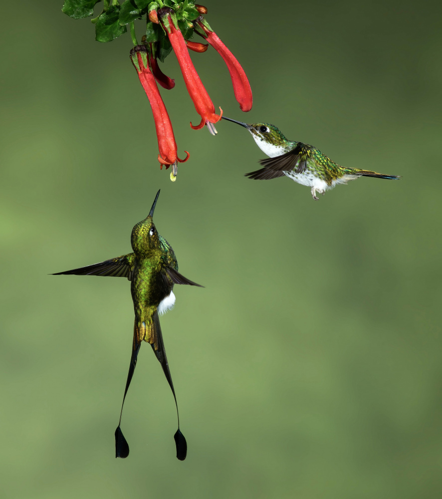 Gestiefelte Kolibris mit Schlägerschwanz from Amy Marques