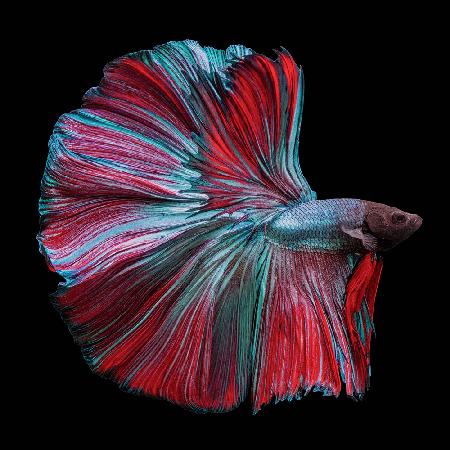 Betta Fish Rot und Blau