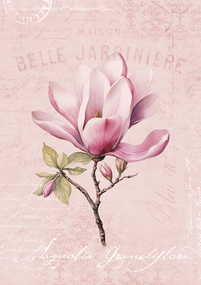 Magnolienrosa Nr. 1 from Andrea Haase