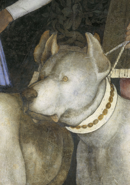 Camera d.Sposi, Dog from Andrea Mantegna