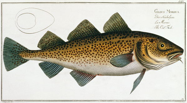 Cod (Gadus Morhua) plate LXIV from 'Ichthyologie, ou histoire naturelle generale et particuliere des from Andreas-Ludwig Kruger