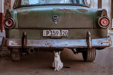 Kubanische Katze mit Auto