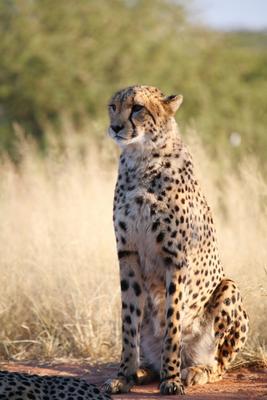 Gepard from Andreas Pollok