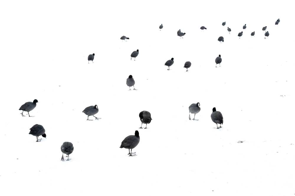 March of the coots from Andrew George