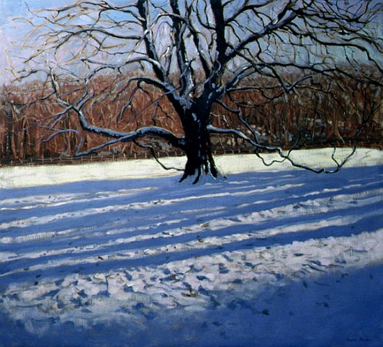 Large Tree, Snow, Calke Abbey (oil on canvas)  from Andrew  Macara