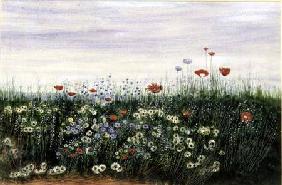 Poppies, Daisies and other Flowers by the Sea