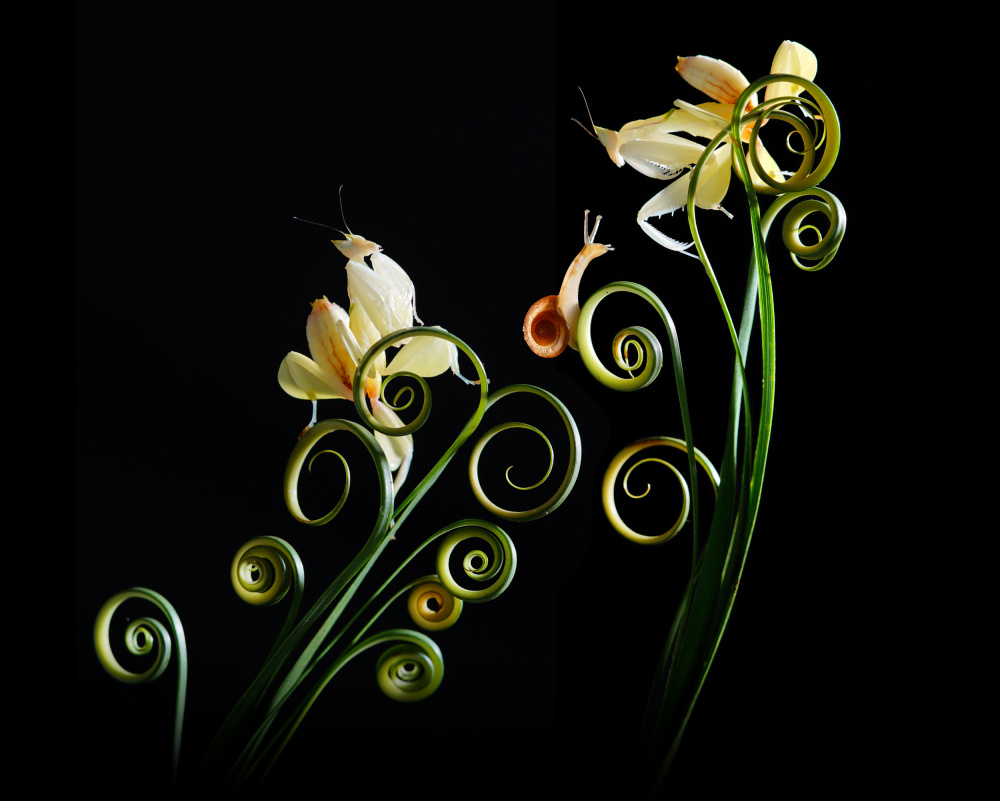 Gelbe Orchideen-Mantis from Andri Priyadi
