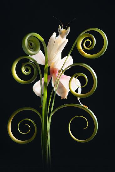 Orchideen-Gottesanbeterin