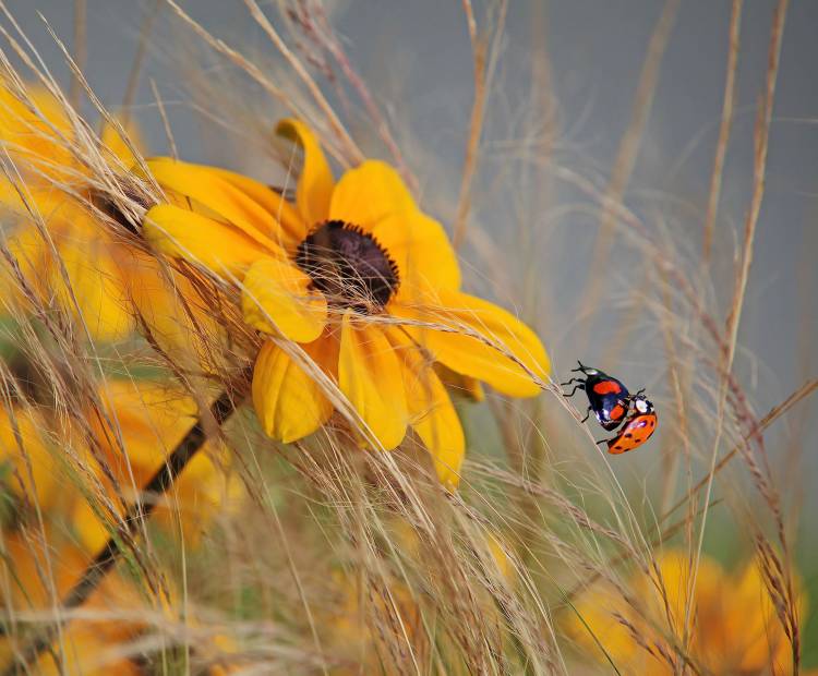 colors of summer from Anna Cseresnjes