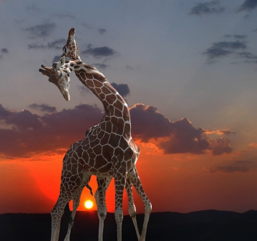 Giraffen bei Sonnenuntergang from Anna Cseresnjes