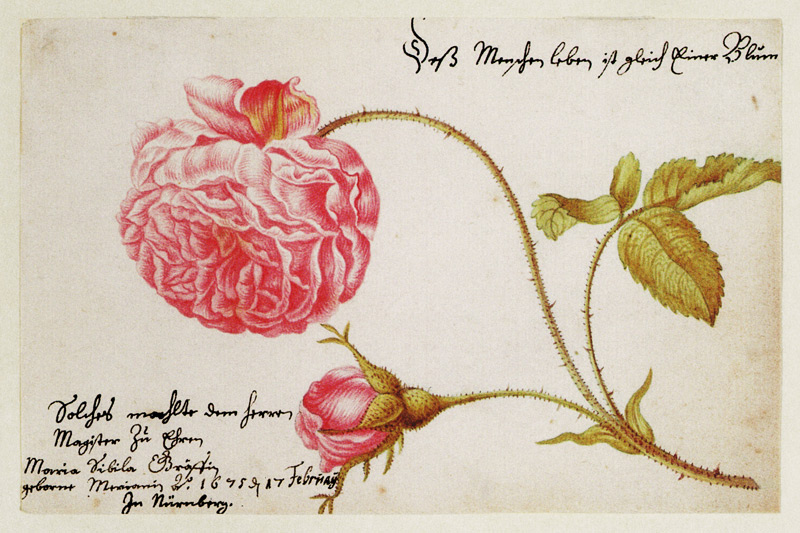 Albumblatt mit einer Rose from Anna Maria Sibylla Merian